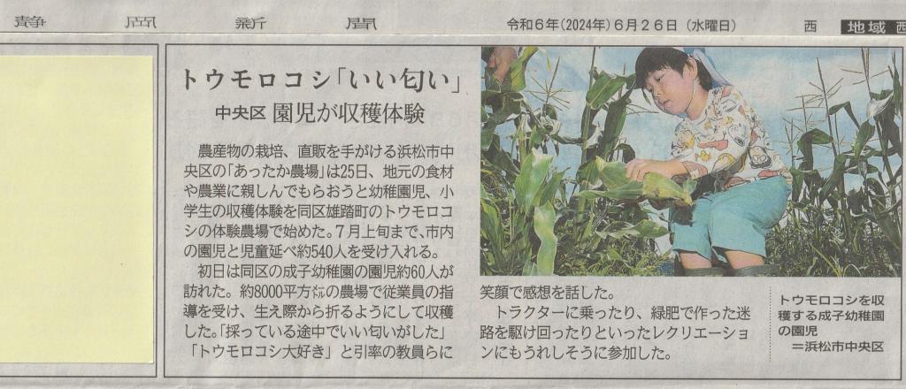 静岡新聞に「幼稚園のとうもろこし収穫体験」が掲載されました